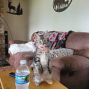 Cookie joined the competition — help win amazing prizes! kitten, cat, tabby, standing, table, water_bottle, couch, blanket, pillow, living_room, wall_decor, deer_silhouette, remote_control, wooden_table, curious, indoor, pet, furniture, cozy, home