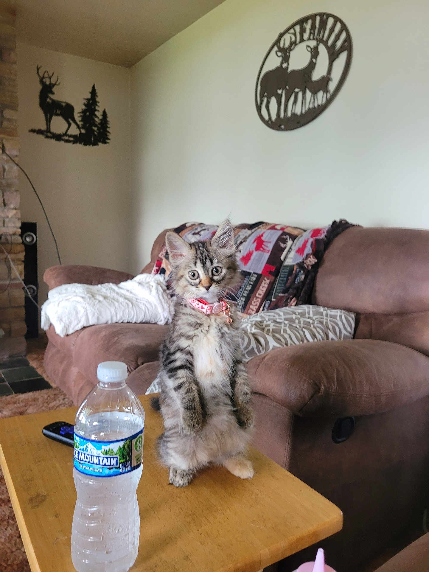 Cookie joined the competition — help win amazing prizes! kitten, cat, tabby, standing, table, water_bottle, couch, blanket, pillow, living_room, wall_decor, deer_silhouette, remote_control, wooden_table, curious, indoor, pet, furniture, cozy, home