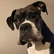 Lotus is registered to the contest to win money with this photo: dog, black_and_white, boxer, pet, close_up, portrait, indoor, curious, face, ears, whiskers, fur, animal, canine, expression, looking, bed, blanket, head, muzzle