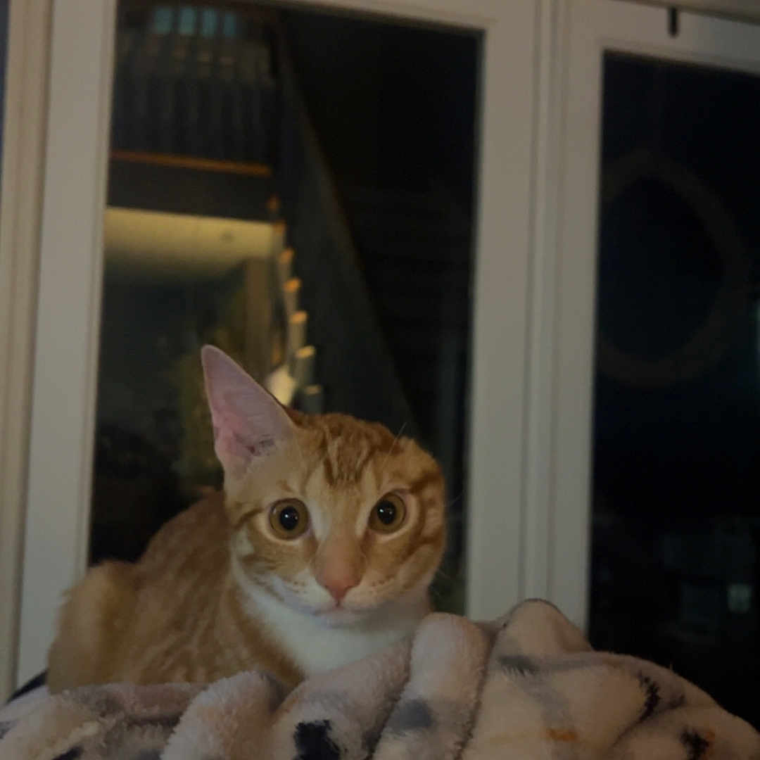 Lola is registered to the contest to win money with this photo: animal, blanket, cat, comfort, cozy, curious, domestic_cat, ears_up, feline, furniture, home, indoor, looking, night, orange_tabby, pet, quiet, resting, soft_fabric, window
