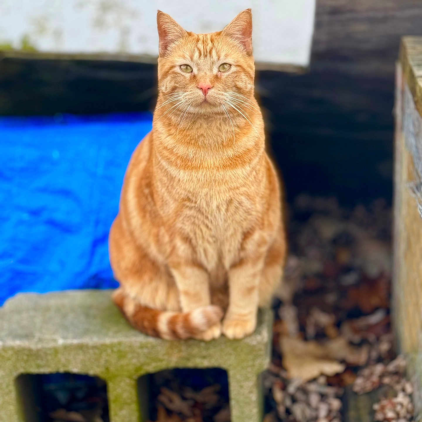 Pete is registered to the contest to win money with this photo: alert, animal, background_blur, cat, closeup, concrete_block, daylight, domestic_cat, feline, fur, green_eyes, leaves, nature, orange_tabby, outdoor, pet, portrait, sitting, tail, whiskers