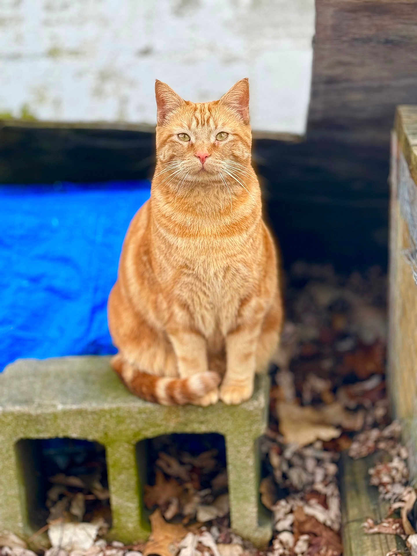 Pete is registered to the contest to win money with this photo: alert, animal, background_blur, cat, closeup, concrete_block, daylight, domestic_cat, feline, fur, green_eyes, leaves, nature, orange_tabby, outdoor, pet, portrait, sitting, tail, whiskers