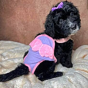 Zara is registered to the contest to win money with this photo: puppy, dog, black_dog, pet, costume, purple_bow, pink_wings, blanket, cute, small_dog, fur, animal, indoor, soft_texture, portrait, sitting, adorable, curious, young_dog, cozy