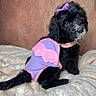 puppy, dog, black_dog, pet, costume, purple_bow, pink_wings, blanket, cute, small_dog, fur, animal, indoor, soft_texture, portrait, sitting, adorable, curious, young_dog, cozy