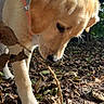Vani participe au concours pour gagner de l'argent avec cette photo : dog, puppy, golden_retriever, harness, forest, outdoor, leaves, stick, nature, curious, sniffing, sunlight, ground, animal, pet, young_dog, daylight, trees, brown, closeup
