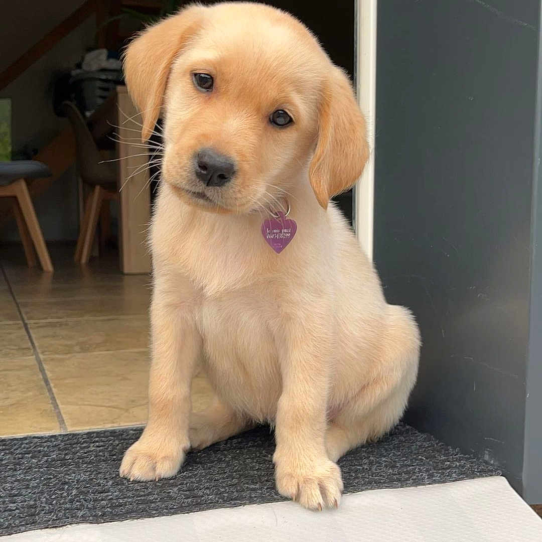 Vani participe au concours pour gagner de l'argent avec cette photo : puppy, dog, golden_retriever, pet, indoor, mat, doorway, head_tilt, cute, young, animal, furry, canine, floor, chair, home, tile, portrait, sitting, domestic