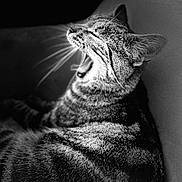 Paillette a rejoint le concours — aidez-le/la à gagner de superbes lots ! cat, tabby, yawning, black_and_white, close_up, fur, whiskers, sleepy, pet, animal, feline, striped, relaxed, indoor, portrait, mammal, cute, resting, face, profile
