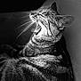 cat, tabby, yawning, black_and_white, close_up, fur, whiskers, sleepy, pet, animal, feline, striped, relaxed, indoor, portrait, mammal, cute, resting, face, profile