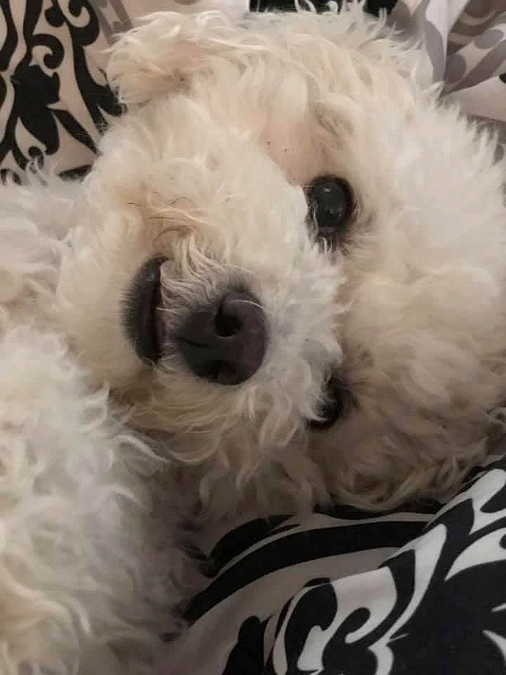 Penelope is registered to the contest to win money with this photo: canidae, carnivore, companion_dog, dog, dog_breed, dog_collar, fur, labradoodle, maltepoo, non_sporting_group, poodle, puppy, small_terrier, snout, sporting_group, terrier, toy_dog, water_dog, working_animal