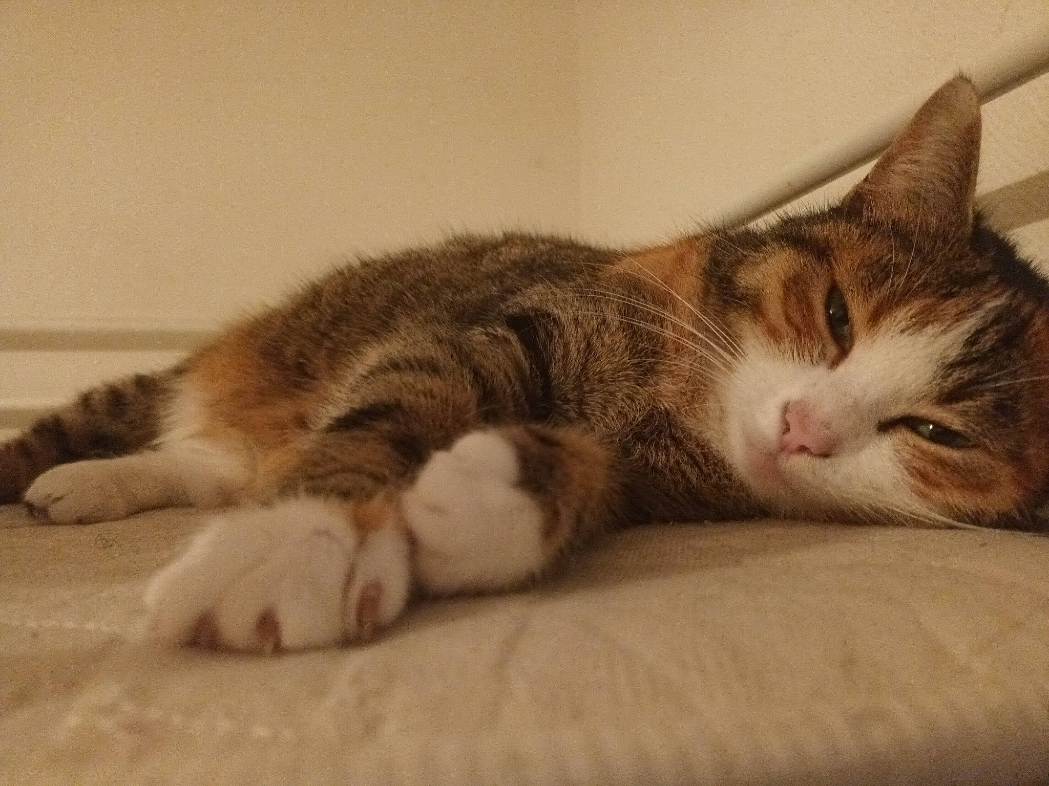 Lune participe au concours pour gagner de l'argent avec cette photo : carnivore, cat, claw, comfort, domestic_short_haired_cat, felidae, fur, nap, paw, sleep, small_to_medium_sized_cats, snout, tail, whiskers, wood