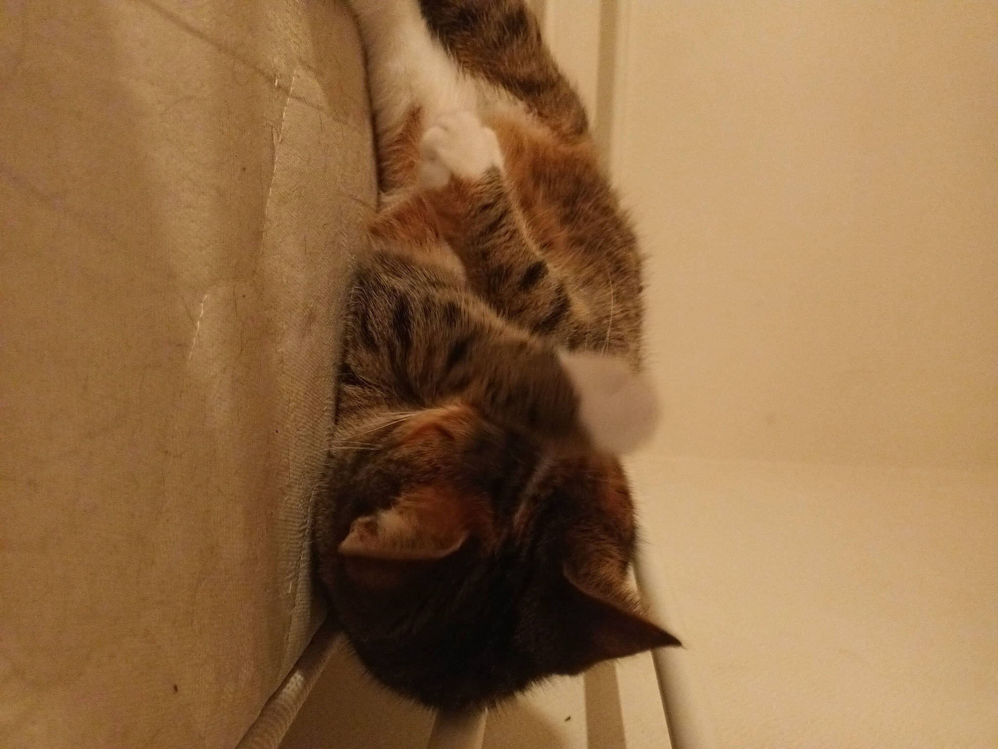 Lune participe au concours pour gagner de l'argent avec cette photo : canidae, carnivore, cat, claw, domestic_short_haired_cat, fawn, felidae, flooring, fur, hardwood, human_leg, paw, small_to_medium_sized_cats, tail, terrestrial_animal, whiskers, wildlife, window, wood