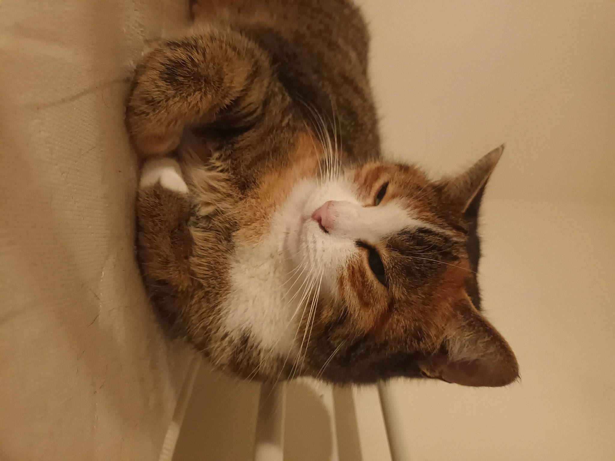 Lune a rejoint le concours — aidez-le/la à gagner de superbes lots ! beard, carnivore, cat, claw, domestic_short_haired_cat, ear, eye, facial_hair, fawn, felidae, fur, moustache, paw, small_to_medium_sized_cats, snout, tail, terrestrial_animal, whiskers, wildlife, wood