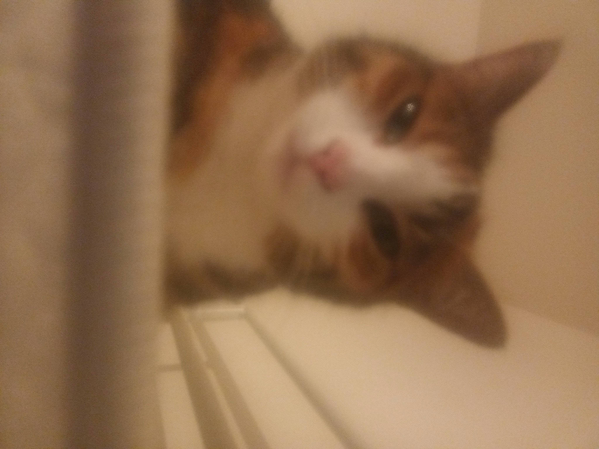 Lune a rejoint le concours — aidez-le/la à gagner de superbes lots ! carnivore, cat, domestic_short_haired_cat, ear, eyelash, fawn, felidae, fur, small_to_medium_sized_cats, whiskers, wood