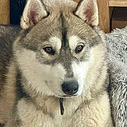 Yuki a rejoint le concours — aidez-le/la à gagner de superbes lots ! animal, blanket, canine, closeup, companion, dog, domestic, ears, eyes, face, fur, furniture, husky, indoor, muzzle, nose, pet, portrait, relaxing, wood