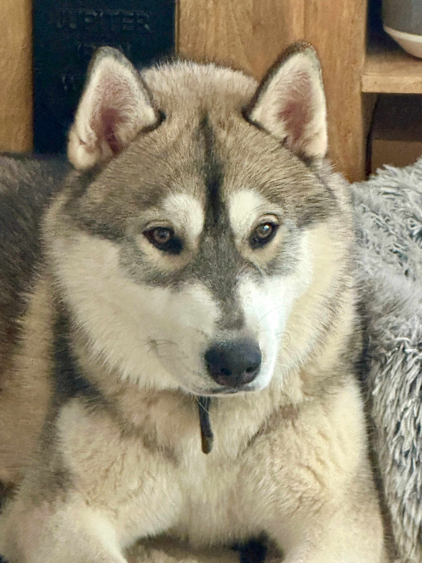 Yuki a rejoint le concours — aidez-le/la à gagner de superbes lots ! animal, blanket, canine, closeup, companion, dog, domestic, ears, eyes, face, fur, furniture, husky, indoor, muzzle, nose, pet, portrait, relaxing, wood