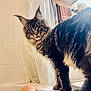 bathroom, bathtub, cat, curious, domestic_animal, ear_tufts, fur, green_eyes, long_hair, maine_coon, pet, portrait, shower_curtain, standing, sunlight, tabby, tile_wall, towel, whiskers, window_light