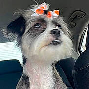Khloe is registered to the contest to win money with this photo: dog, pet, bow, car_interior, seat, window, fur, animal, cute, small_dog, looking_away, indoor, portrait, companion, canine, transportation, seatbelt, animal_face, car_seat, domestic_animal