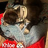 Khloe joined the competition — help win amazing prizes! dog, sleeping, blanket, collar, pet, indoor, cozy, resting, fabric, red_cloth, blue_blanket, small_dog, fur, paw, animal, cute, domestic, relaxed, pile, comfort