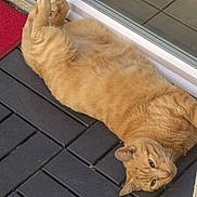 Nounou a rejoint le concours — aidez-le/la à gagner de superbes lots ! animal, calm, cat, domestic_cat, door, ears, floor, fur, ginger_cat, glass_door, lying_down, outdoor, paws, pet, relaxed, resting, side_view, tabby, whiskers, wooden_deck