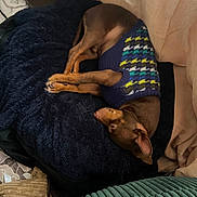 Mezcal joined the competition — help win amazing prizes! blanket, brown_dog, comfort, cozy, cushion, dog, fabric, fur, furniture, home, indoor, knitwear, nap, pet, pillow, relaxation, resting, sleeping, small_dog, sweater