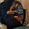 blanket, brown_dog, comfort, cozy, cushion, dog, fabric, fur, furniture, home, indoor, knitwear, nap, pet, pillow, relaxation, resting, sleeping, small_dog, sweater