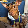 Mezcal joined the competition — help win amazing prizes! animal, brown_dog, casual, couch, cozy, curious, cute, dog, ears, fashion, floor, hoodie, indoor, leopard_print, looking_up, patterned_rug, pet, small_dog, sunglasses, toy