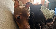 Mezcal joined the competition — help win amazing prizes! animal, black_cat, brown_dog, cat, close_up, companion, couch, cozy, curtains, dog, ears, eyes, fur, furniture, indoor, living_room, natural_light, pet, relaxing, snuggling