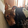 animal, black_cat, brown_dog, cat, close_up, companion, couch, cozy, curtains, dog, ears, eyes, fur, furniture, indoor, living_room, natural_light, pet, relaxing, snuggling