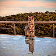 Arros a rejoint le concours — aidez-le/la à gagner de superbes lots ! cat, tabby_cat, reflection, water, pool, outdoor, nature, trees, forest, sunset, sky, animal, pet, calm, serene, feline, sitting, wooden_rail, landscape, scenic