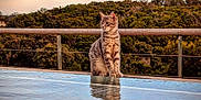 Arros a rejoint le concours — aidez-le/la à gagner de superbes lots ! animal, calm, cat, feline, forest, landscape, nature, outdoor, pet, pool, reflection, scenic, serene, sitting, sky, sunset, tabby_cat, trees, water, wooden_rail