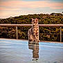 cat, tabby_cat, reflection, water, pool, outdoor, nature, trees, forest, sunset, sky, animal, pet, calm, serene, feline, sitting, wooden_rail, landscape, scenic