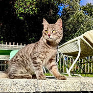 Arros participe au concours pour gagner de l'argent avec cette photo : animal, blue_sky, cat, chair, clouds, daylight, fence, fur, garden, gray_tabby, greenery, nature, outdoor, pet, relaxing, stone_ledge, sunlight, tail, towel, whiskers