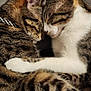 Simba Jelly Alvin is registered to the contest to win money with this photo: abyssinian, animal, bodypart, cat, couch, egyptiancat, face, furniture, head, indoors, kitten, manx, mouth, person, pet, photography, portrait, sleeping, teeth, tongue