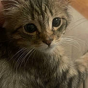 Simba Jelly Alvin joined the competition — help win amazing prizes! abyssinian, angora, animal, brasssection, cat, couch, cushion, face, furniture, gray, head, horn, kitten, manx, musicalinstrument, person, pet, photography, portrait, siamese
