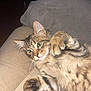 Simba Jelly Alvin joined the competition — help win amazing prizes! abyssinian, animal, architecture, armchair, building, cat, chair, couch, cushion, furniture, homedecor, indoors, kitten, livingroom, manx, person, pet, room, siamese, sleeping