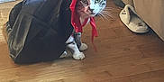 Simba Jelly Alvin is registered to the contest to win money with this photo: animal, architecture, bag, cat, clothing, coat, couch, face, footwear, furniture, hardwood, hat, head, manx, person, pet, photography, portrait, shoe, wood