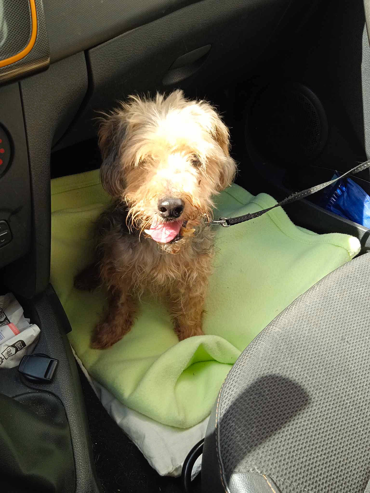 Drogba participe au concours pour gagner de l'argent avec cette photo : auto_part, automotive_exterior, automotive_window_part, car_seat, car_seat_cover, carnivore, comfort, companion_dog, dog, dog_breed, dog_supply, family_car, fur, motor_vehicle, seat_belt, sporting_group, toy_dog, vehicle, vehicle_door, windshield