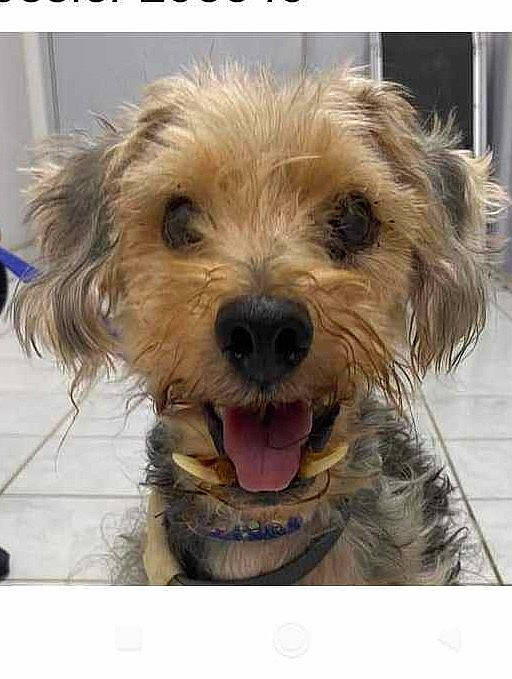 Drogba a rejoint le concours — aidez-le/la à gagner de superbes lots ! canidae, carnivore, companion_dog, dog, dog_breed, dog_supply, fur, liver, maltepoo, paw, photo_caption, puppy, recipe, small_terrier, sporting_group, terrier, toy_dog, water_dog, working_animal, yorkipoo