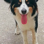 Charly a rejoint le concours — aidez-le/la à gagner de superbes lots ! animal, black, brown, canine, concrete, dog, ears, friendly, fur, grass, happy, muzzle, outdoor, paws, pet, playful, standing, tail, tongue, white