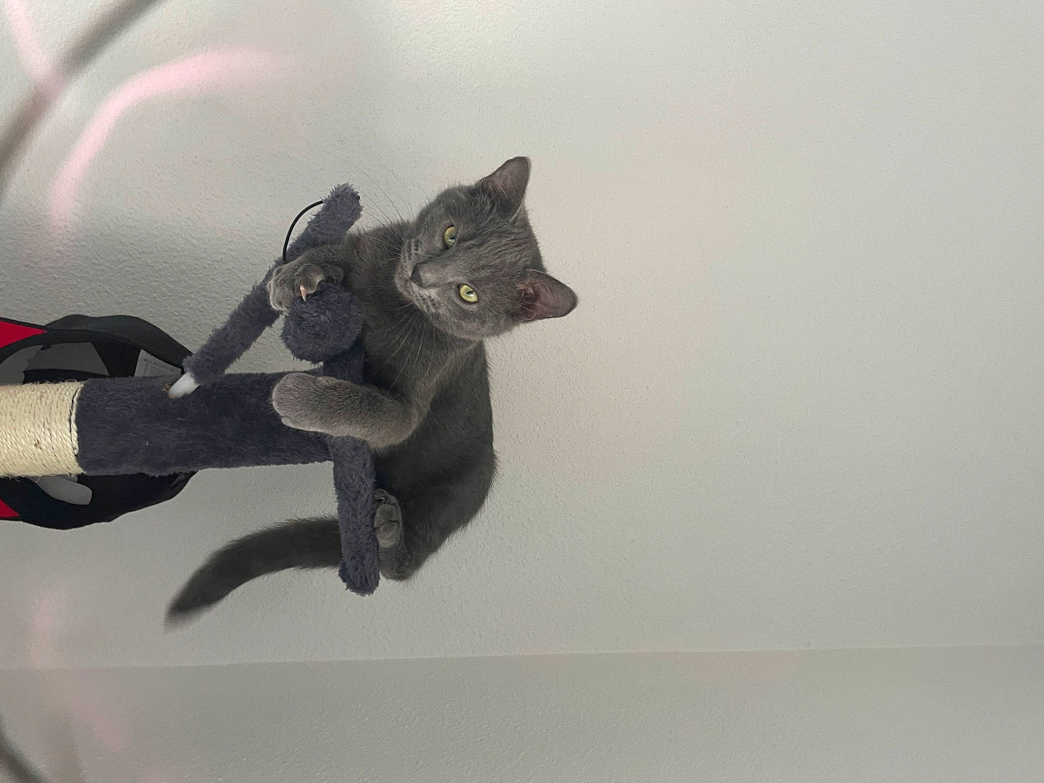 Pika participe au concours pour gagner de l'argent avec cette photo : art, automotive_design, automotive_tire, automotive_wheel_system, carmine, cat, felidae, fender, fictional_character, gesture, grey, metal, motor_vehicle, rim, sculpture, small_to_medium_sized_cats, tail, toy, vehicle_door, wing