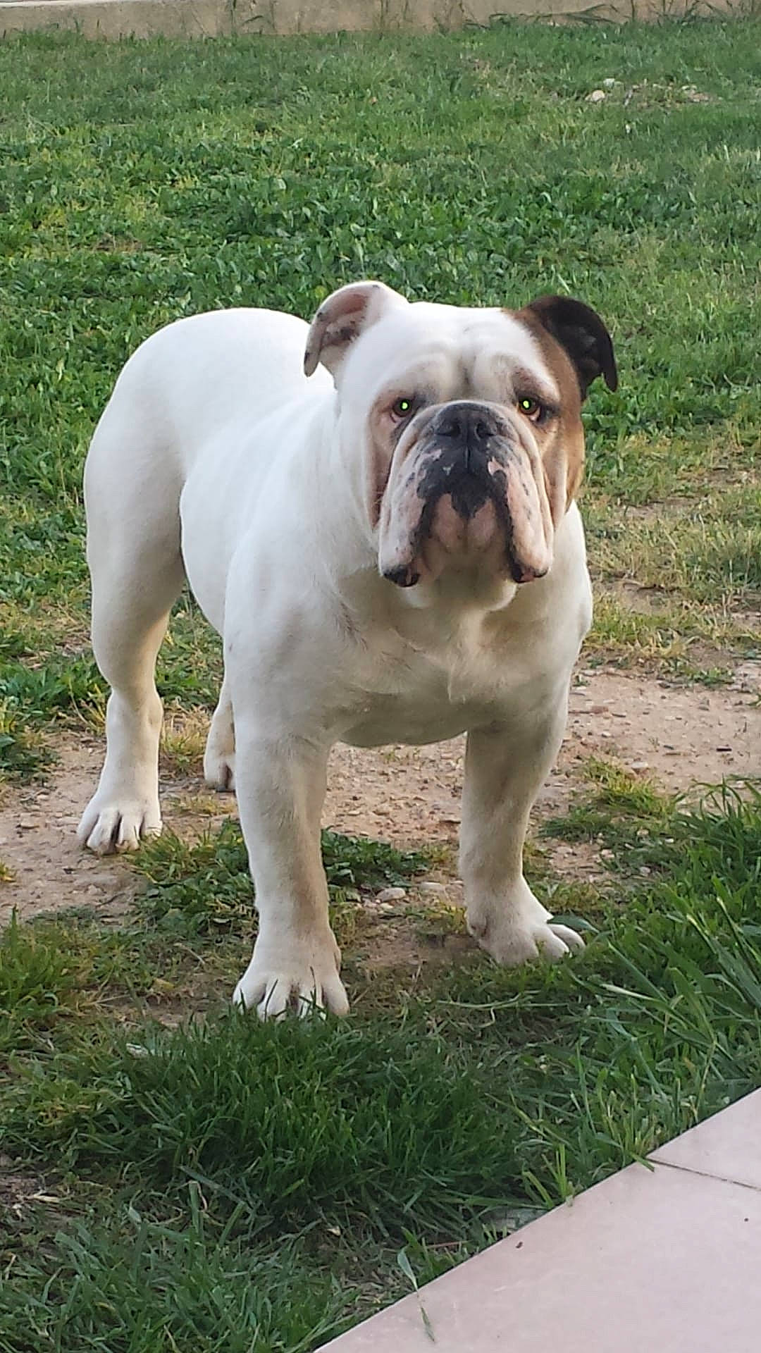 Goliath a rejoint le concours — aidez-le/la à gagner de superbes lots ! ancient_dog_breeds, bulldog, canidae, carnivore, companion_dog, dog, dog_breed, fawn, grass, molosser, non_sporting_group, plant, snout, sporting_group, terrestrial_animal, tree, white_english_bulldog, working_animal, working_dog, wrinkle