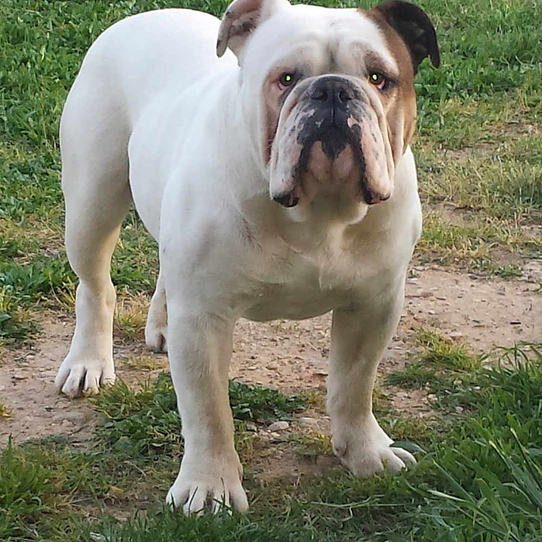 Goliath