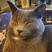 Charlie is registered to the contest to win money with this photo: cat, gray_cat, closed_eyes, indoor, pet, feline, cozy, fur, whiskers, close_up, relaxed, domestic_animal, mammal, sleepy, cute, animal_portrait, companion, resting, household, blurred_background