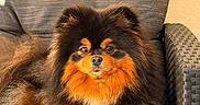Chanel participe au concours pour gagner de l'argent avec cette photo : animal, black, canine, chair, companion, cushion, dog, domestic_animal, fluffy, fur, furniture, orange, outdoor, pet, pomeranian, portrait, relaxed, sitting, small_dog, sunlight