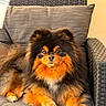 animal, black, canine, chair, companion, cushion, dog, domestic_animal, fluffy, fur, furniture, orange, outdoor, pet, pomeranian, portrait, relaxed, sitting, small_dog, sunlight
