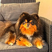 Chanel a rejoint le concours — aidez-le/la à gagner de superbes lots ! animal, black, chair, comfortable, cozy, cushion, cute, dog, fluffy, fur, home, looking_at_camera, orange, outdoor, pet, pomeranian, portrait, relaxed, sunlight, woven_furniture