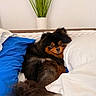 Chanel participe au concours pour gagner de l'argent avec cette photo : bed, black, blanket, brown, cozy, cushion, cute, dog, fluffy, fur, home, indoor, pet, pillow, plant, pomeranian, relaxation, resting, sleepy, soft