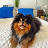 Chanel participe au concours pour gagner de l'argent avec cette photo : animal_portrait, bed, blanket, blue_pillow, cozy, cute, dog, domestic_animal, fluffy, furry, happy, home_decor, indoor, pet, plant, pomeranian, resting, smiling, tongue_out, wall_art