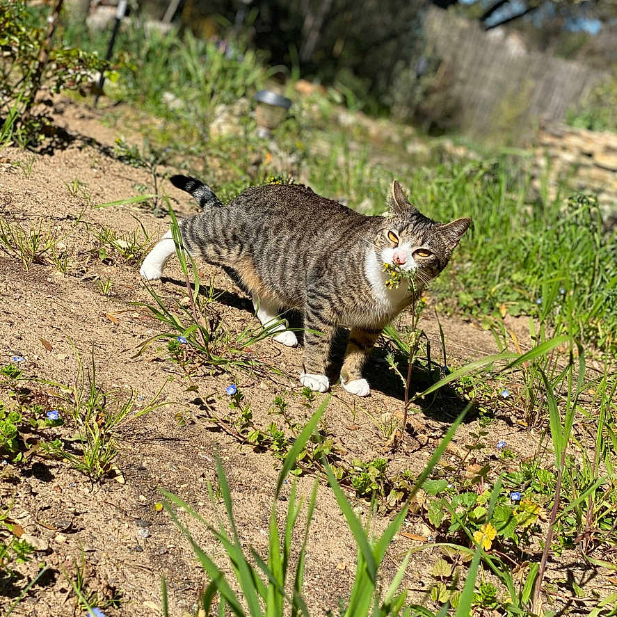 Maya participe au concours pour gagner de l'argent avec cette photo : abyssinian, animal, cat, field, flower, grass, grassland, herbal, herbs, kitten, manx, nature, outdoors, pet, plant, rock, soil, tree, vegetation, yard