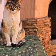 Smarties a rejoint le concours — aidez-le/la à gagner de superbes lots ! animal, brick_wall, calico_cat, cat, cute, domestic_animal, ears, feline, fur, green_tiles, looking, outdoor, pet, portrait, rustic, sitting, sunlight, table, tail, whiskers